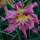 Double Pink Panther Daylily